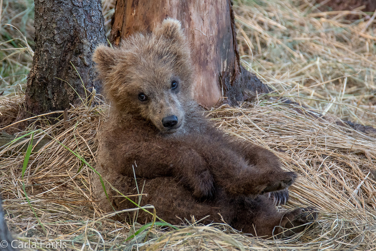 Grazer (128) cub(s)