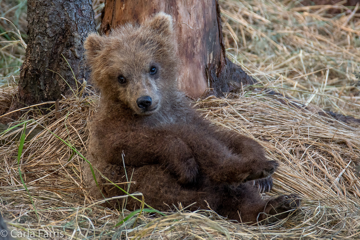 Grazer (128) cub(s)