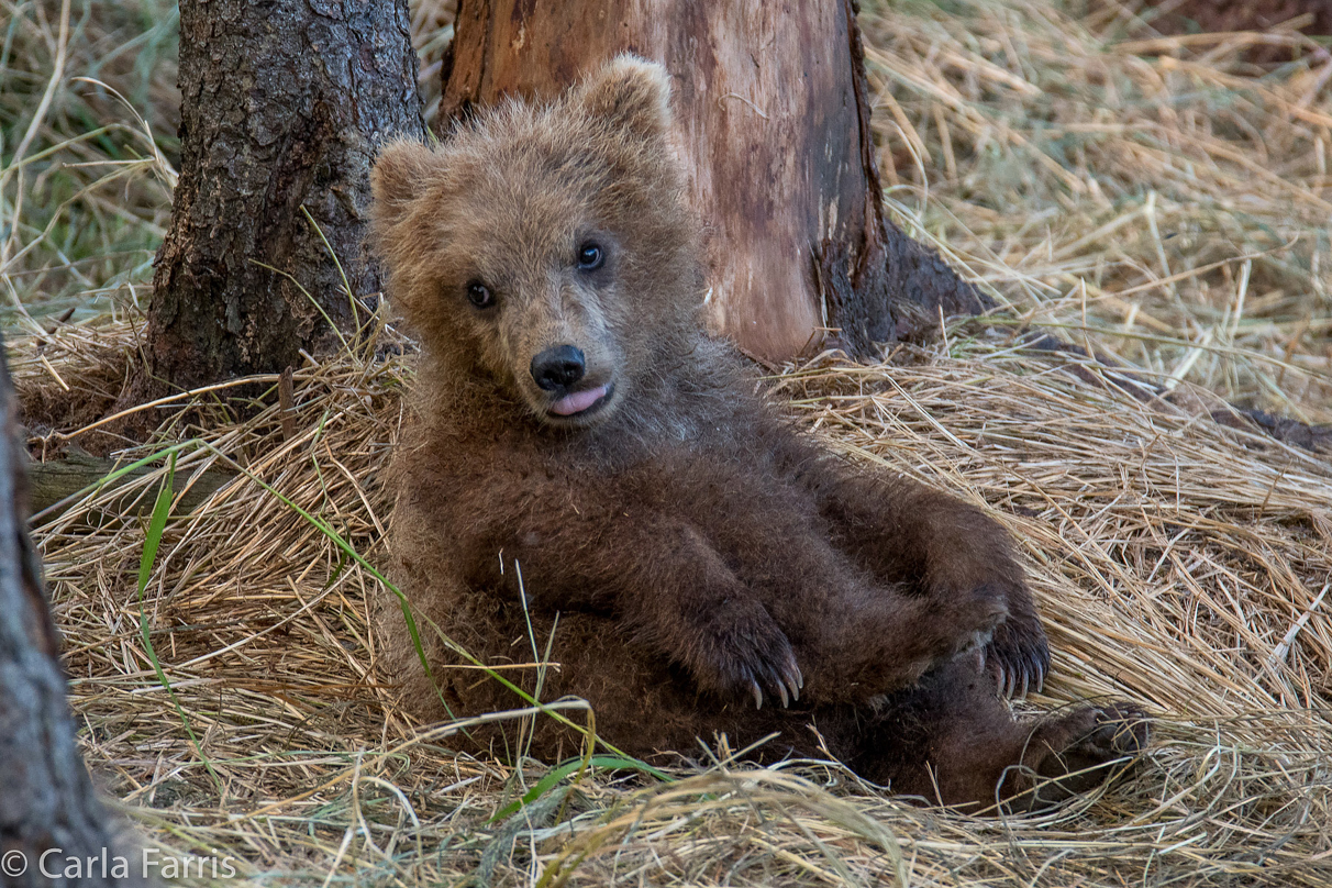 Grazer (128) cub(s)