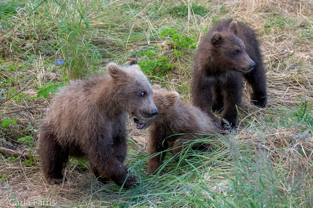 Grazer (128) cub(s)