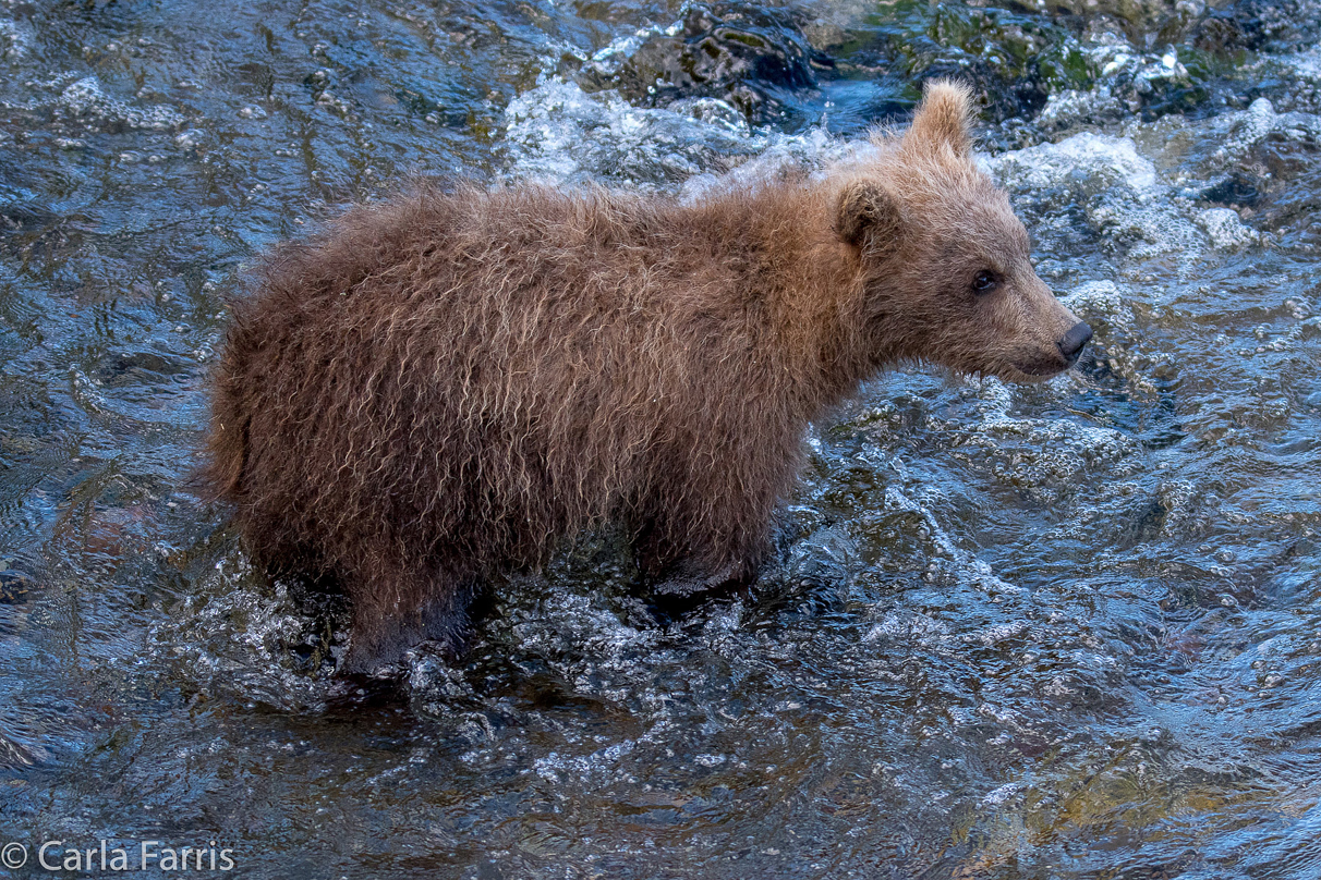 Grazer (128) cub(s)