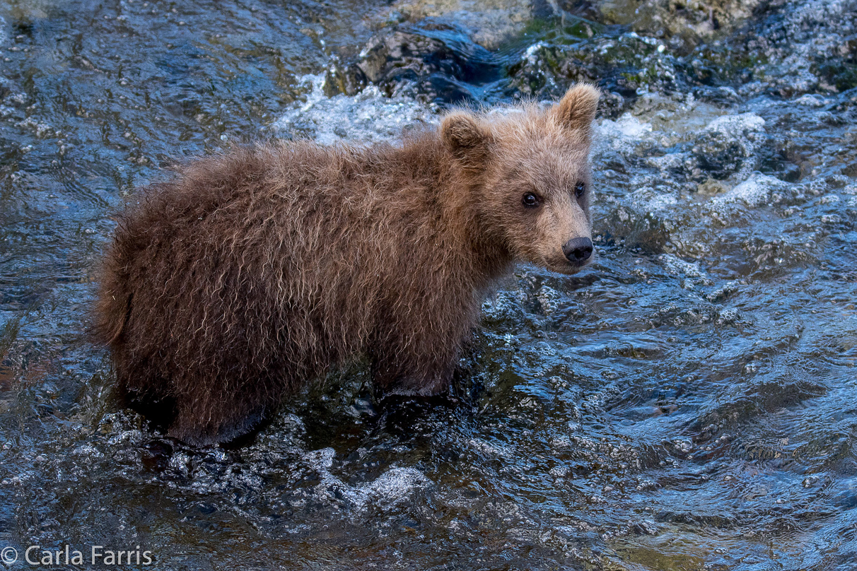 Grazer (128) cub(s)