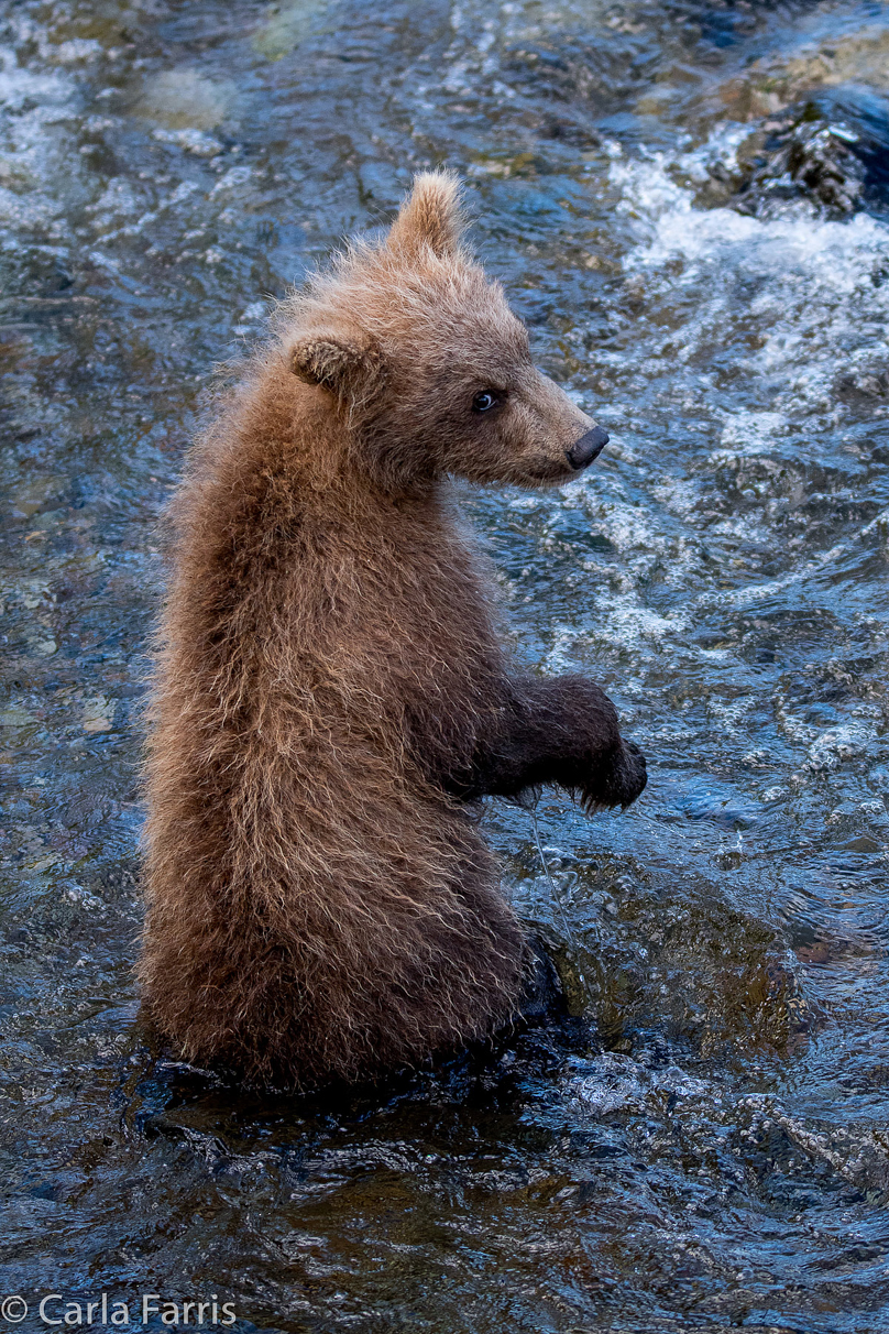 Grazer (128) cub(s)