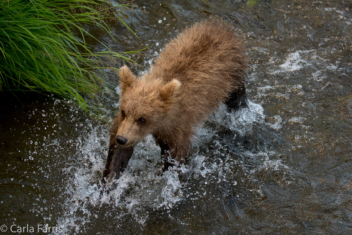 Grazer (128) cub(s)