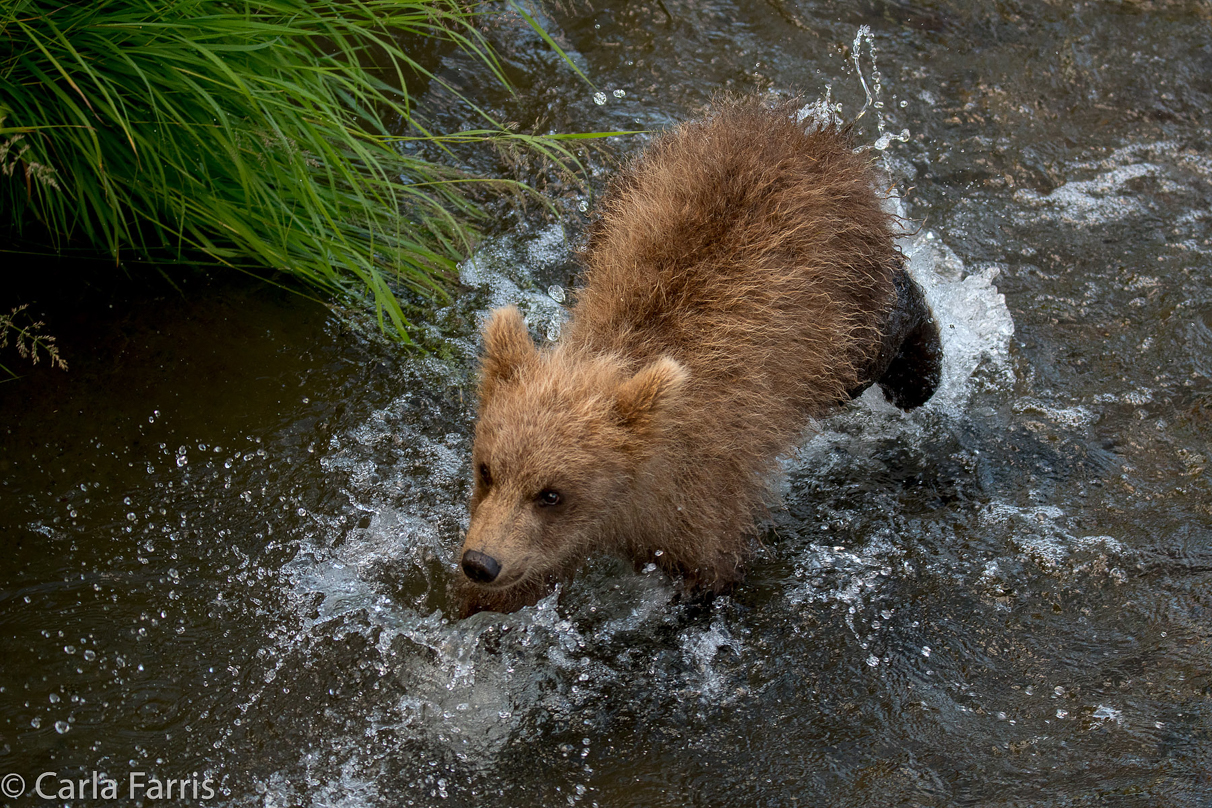 Grazer (128) cub(s)