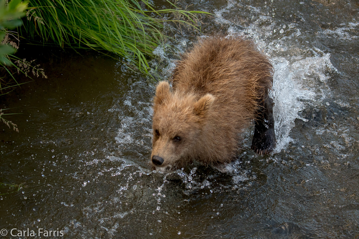 Grazer (128) cub(s)