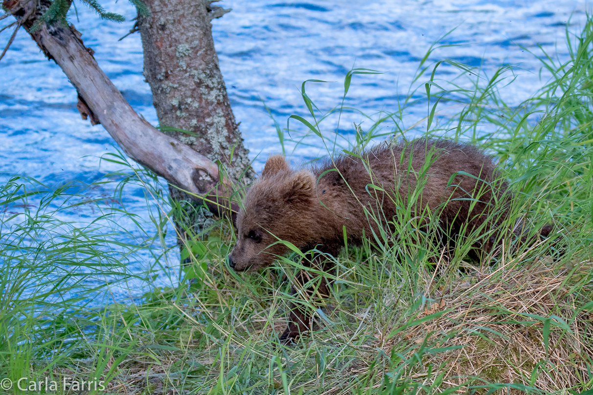 Grazer (128) cub(s)