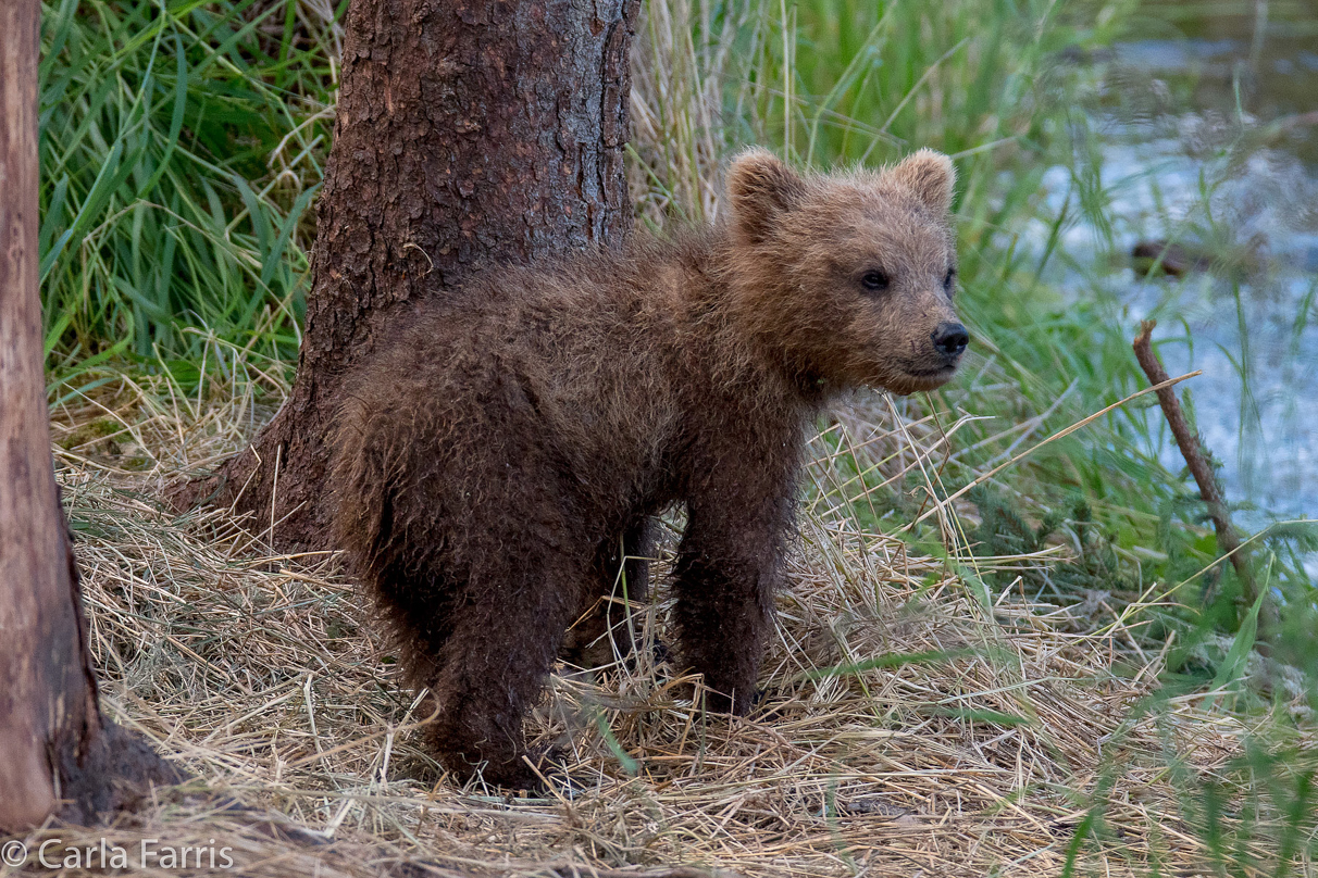 Grazer (128) cub(s)