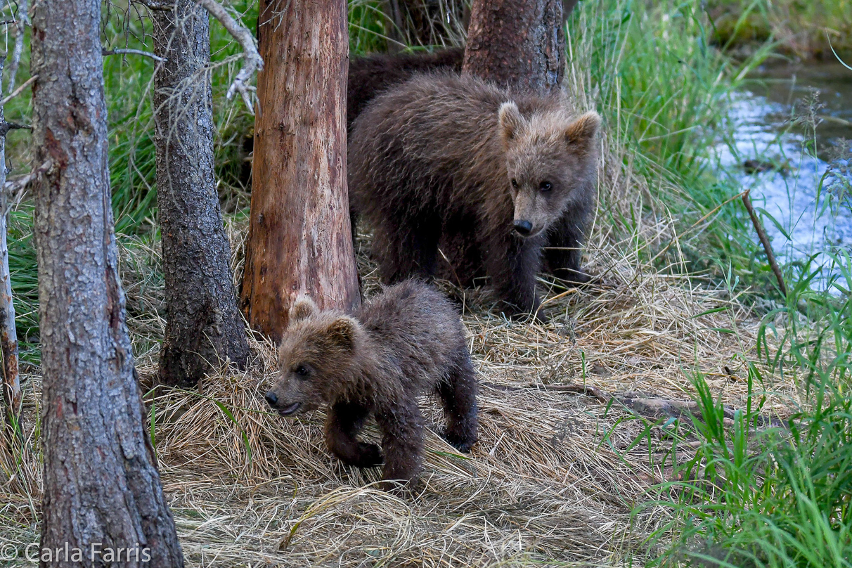 Grazer (128) cub(s)