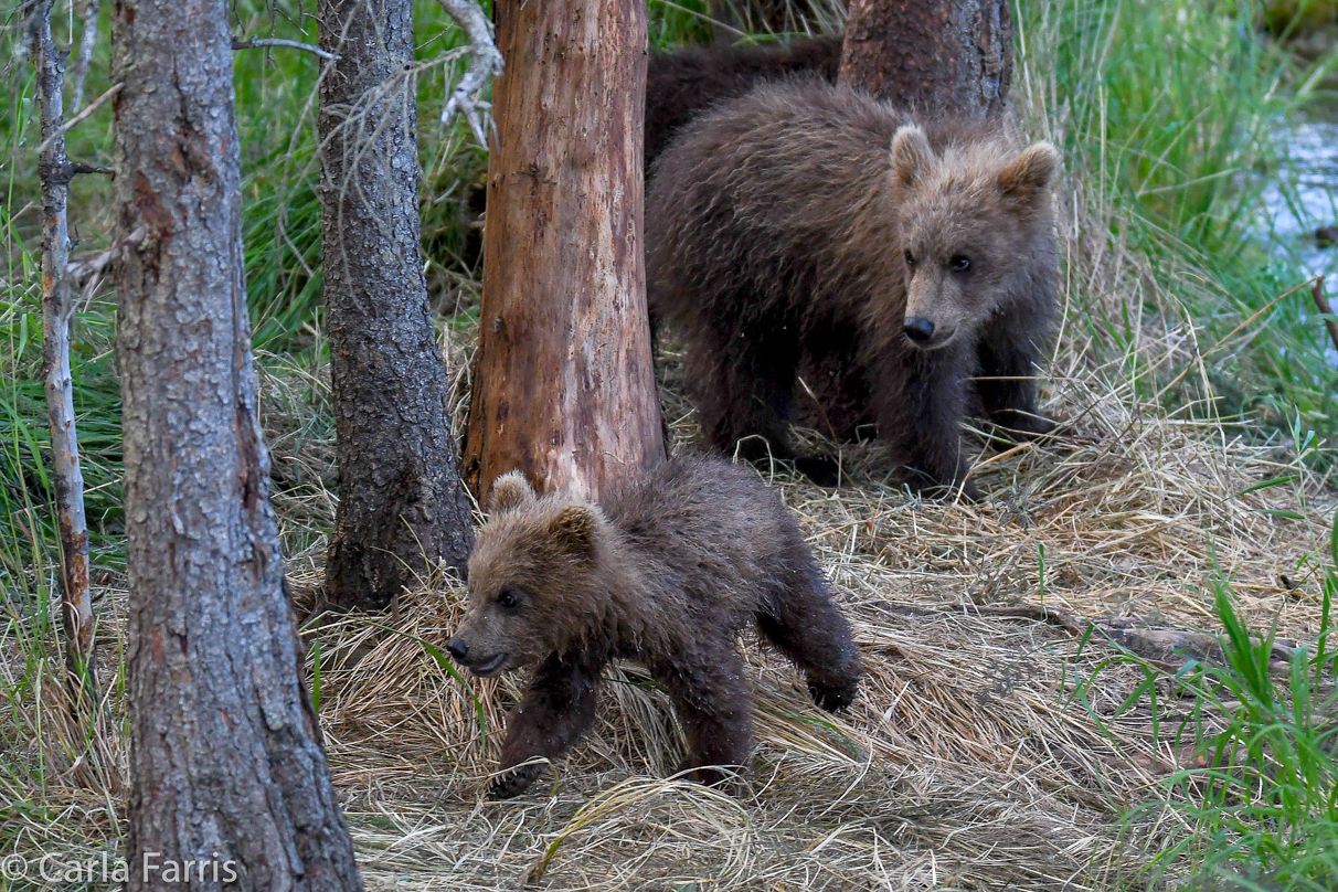 Grazer (128) cub(s)