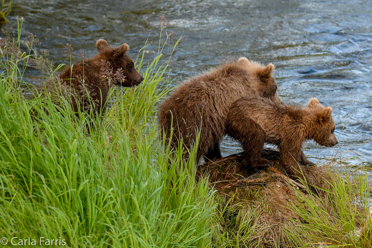 Grazer (128) cub(s)