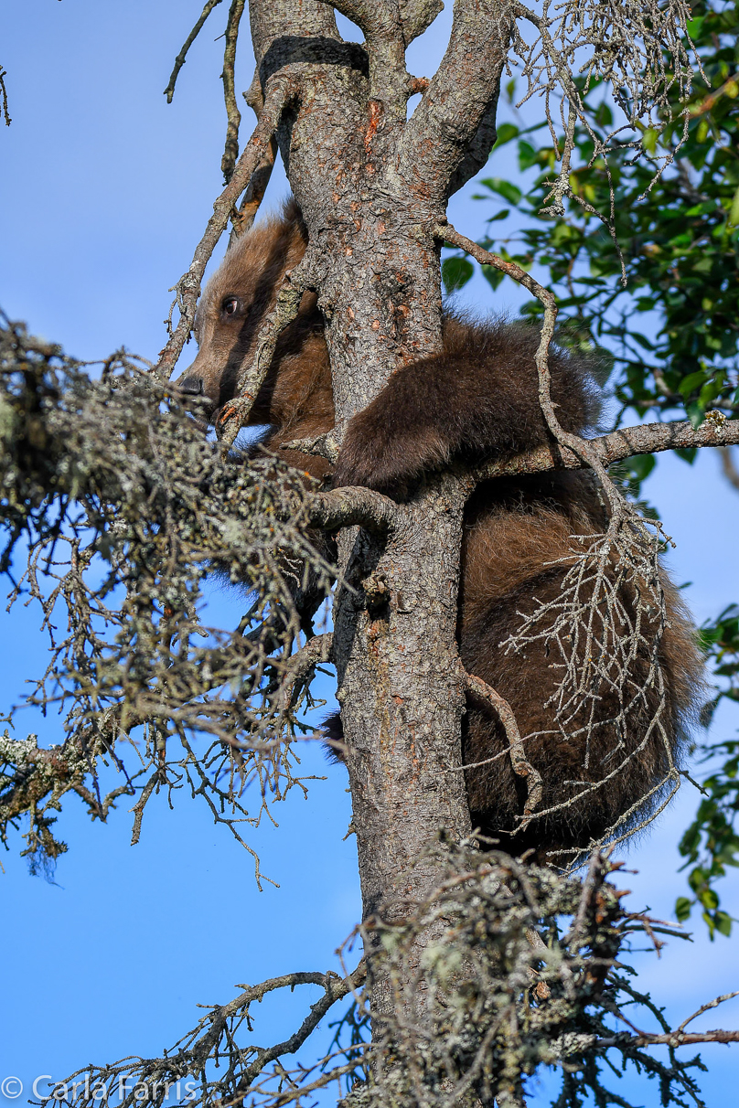 Grazer (128) cub(s)