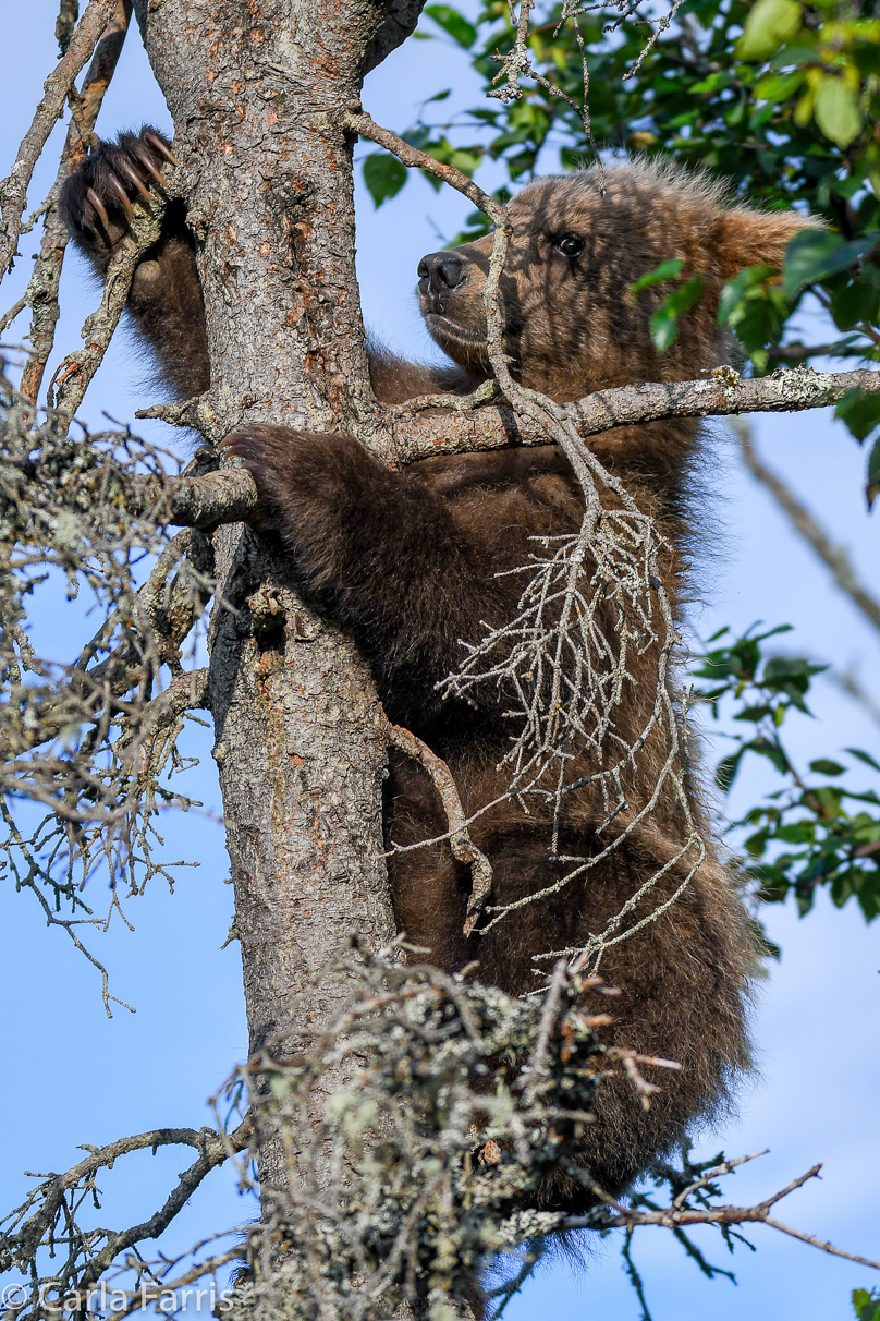 Grazer (128) cub(s)