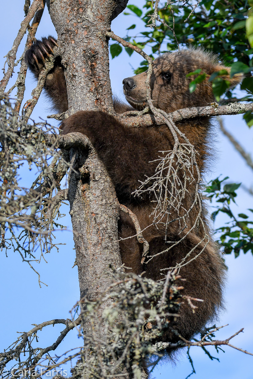 Grazer (128) cub(s)