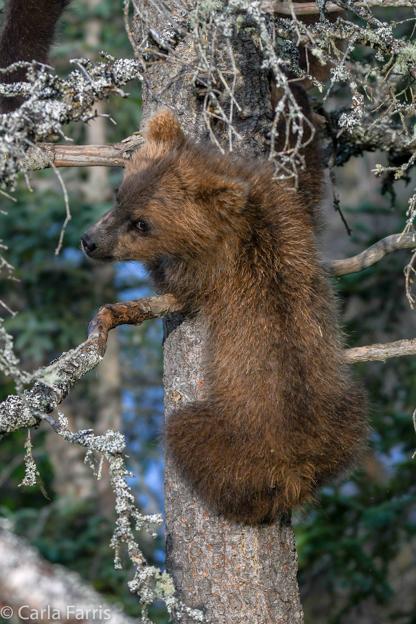 Grazer (128) cub(s)