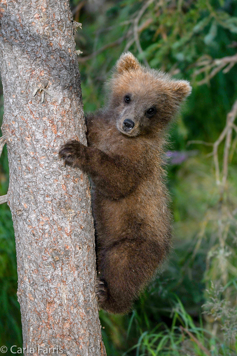 Grazer (128) cub(s)