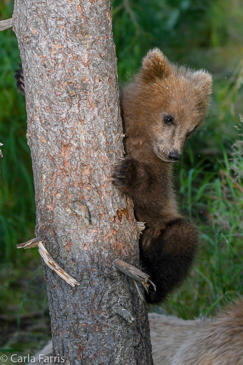 Grazer (128) cub(s)