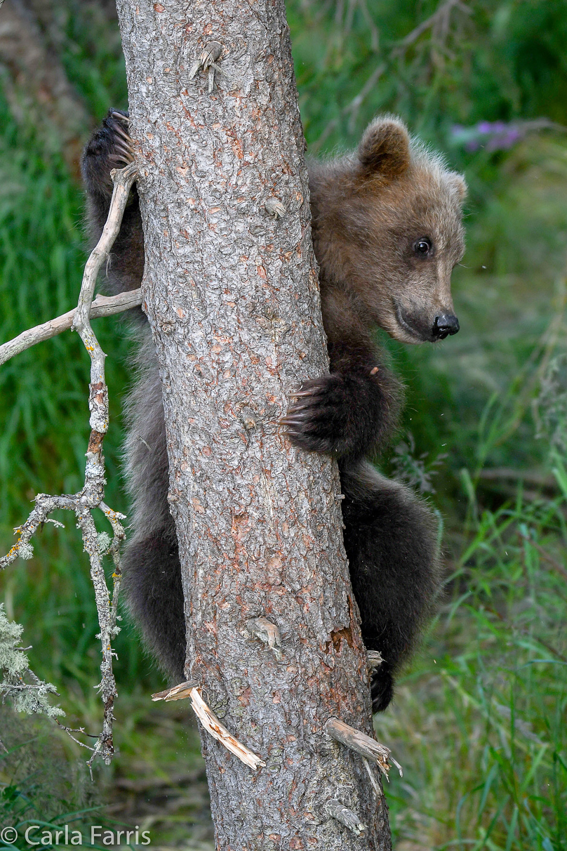 Grazer (128) cub(s)