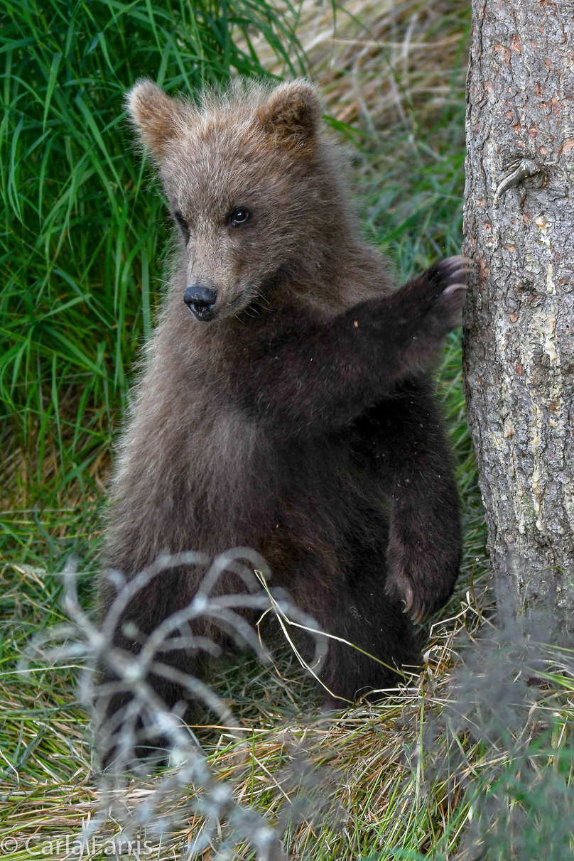 Grazer (128) cub(s)