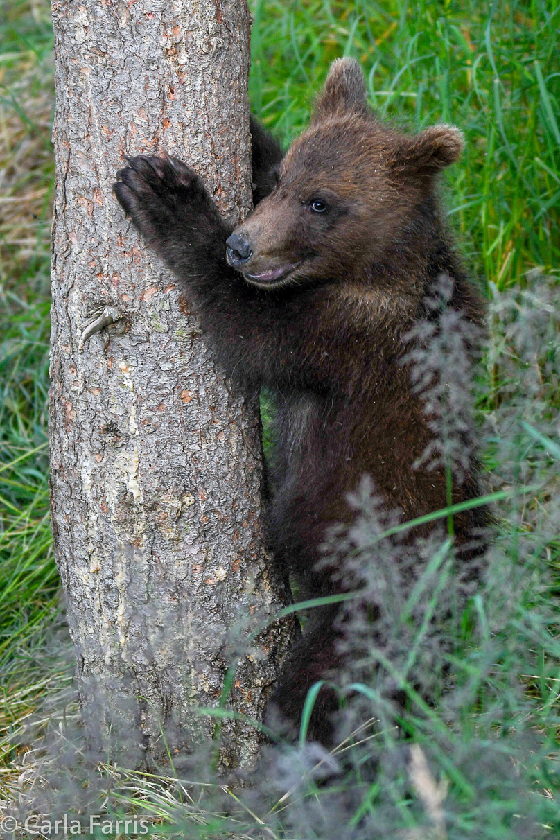 Grazer (128) cub(s)