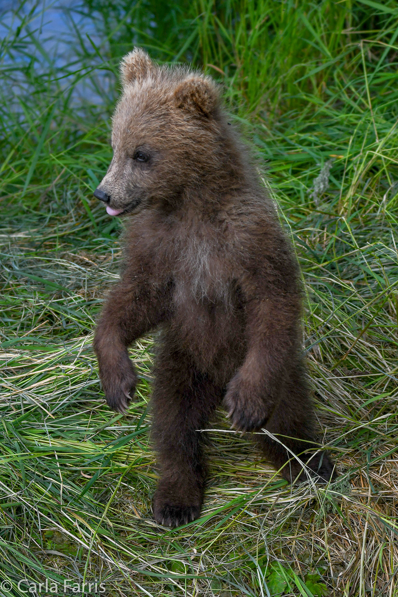 Grazer (128) cub(s)