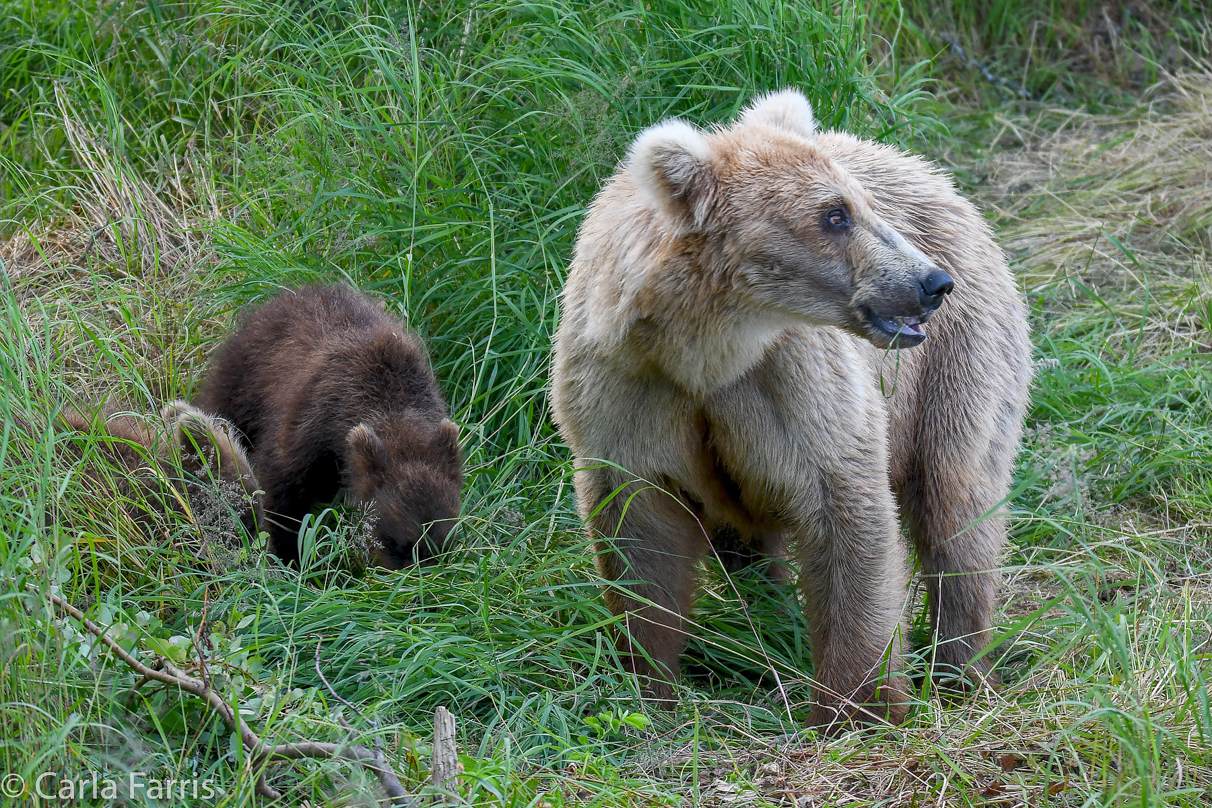 Grazer (128) & cubs