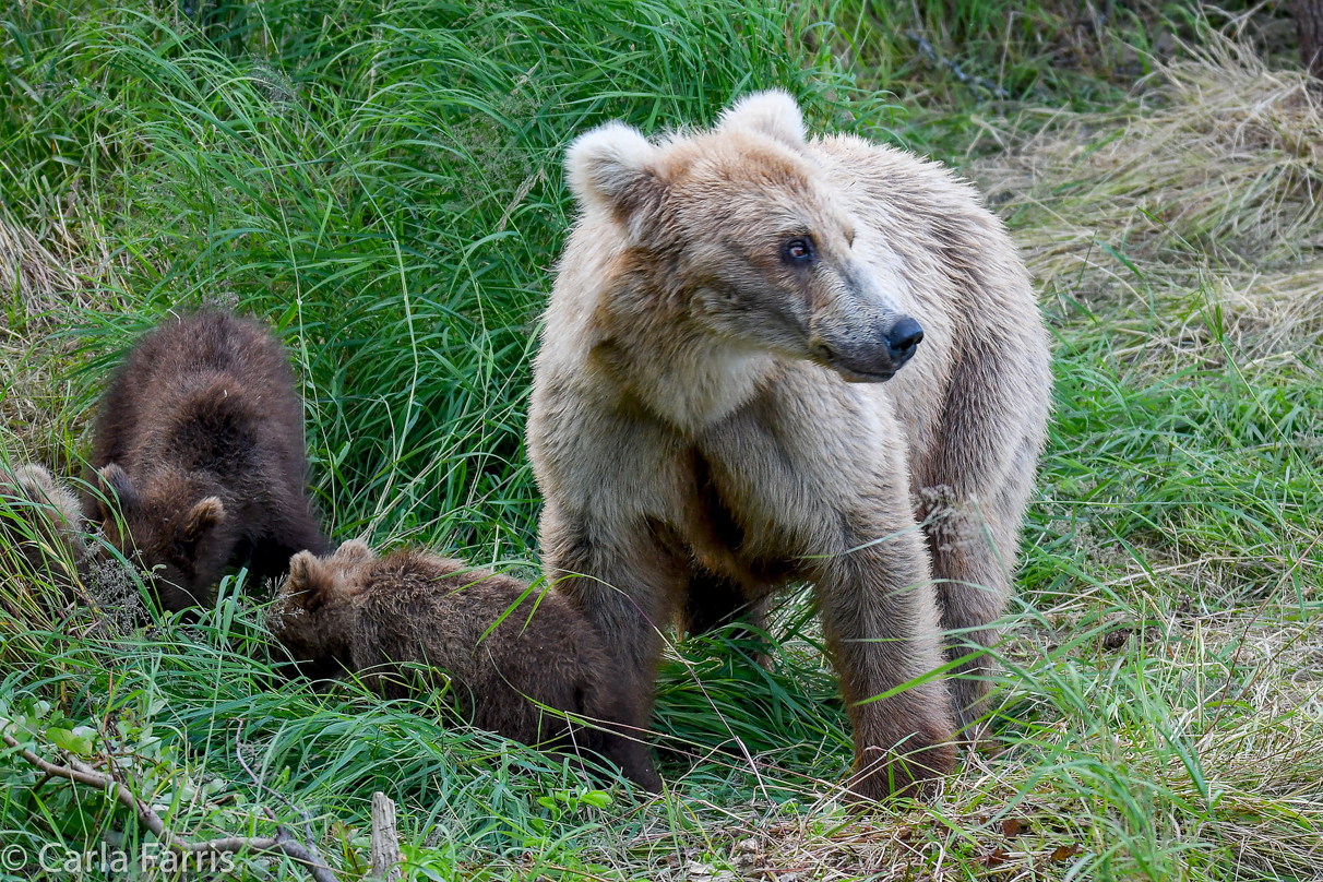 Grazer (128) & cubs