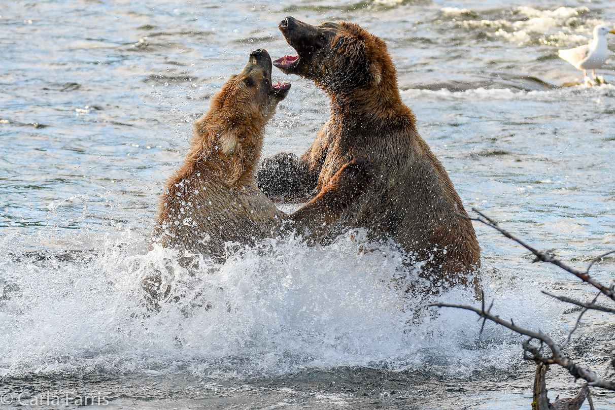 Grazer (128) Attacks Approaching bear