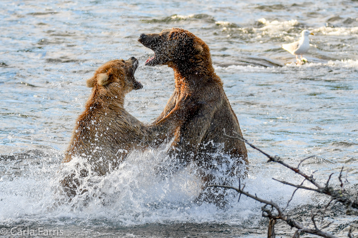 Grazer (128) Attacks Approaching bear