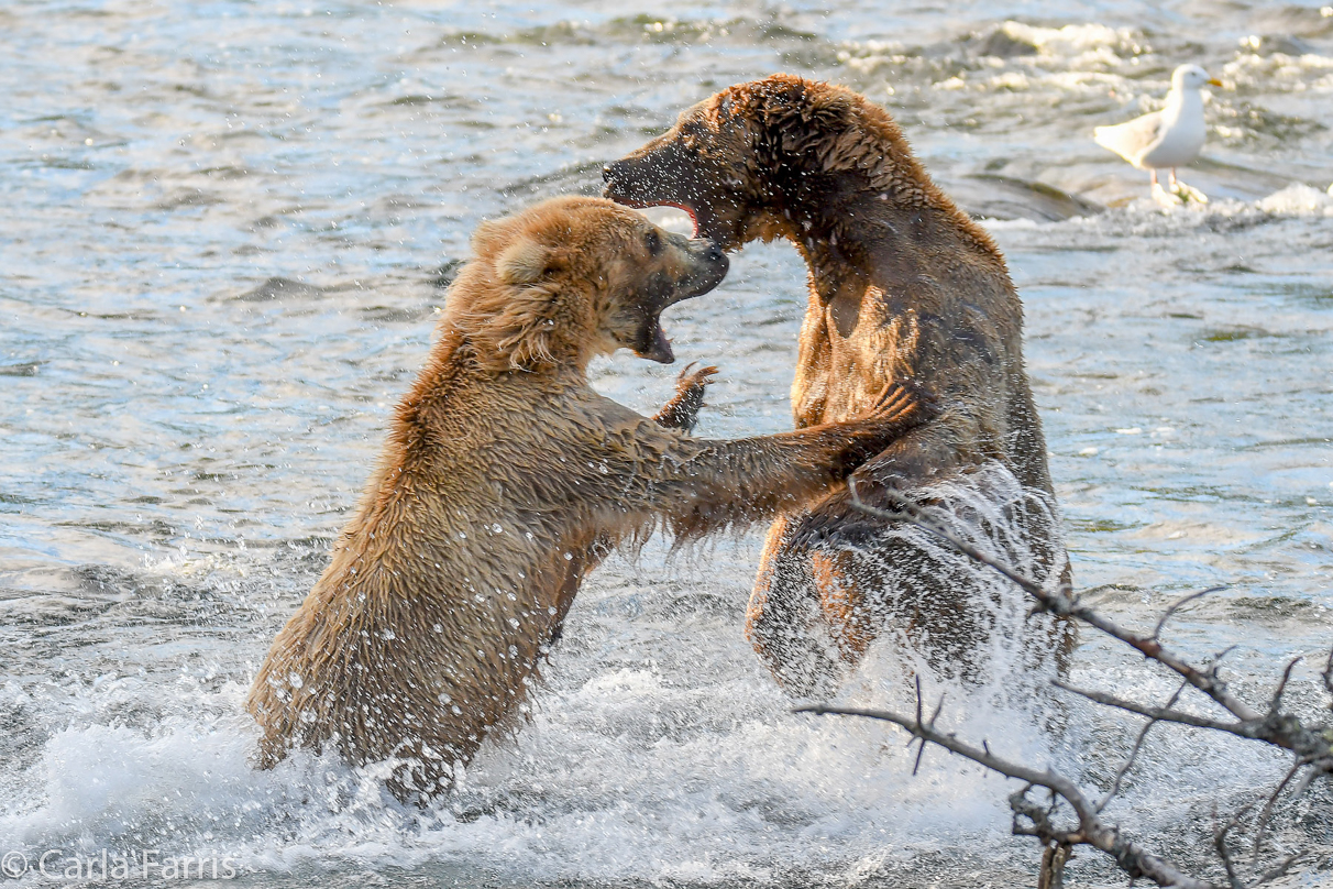 Grazer (128) Attacks Approaching bear