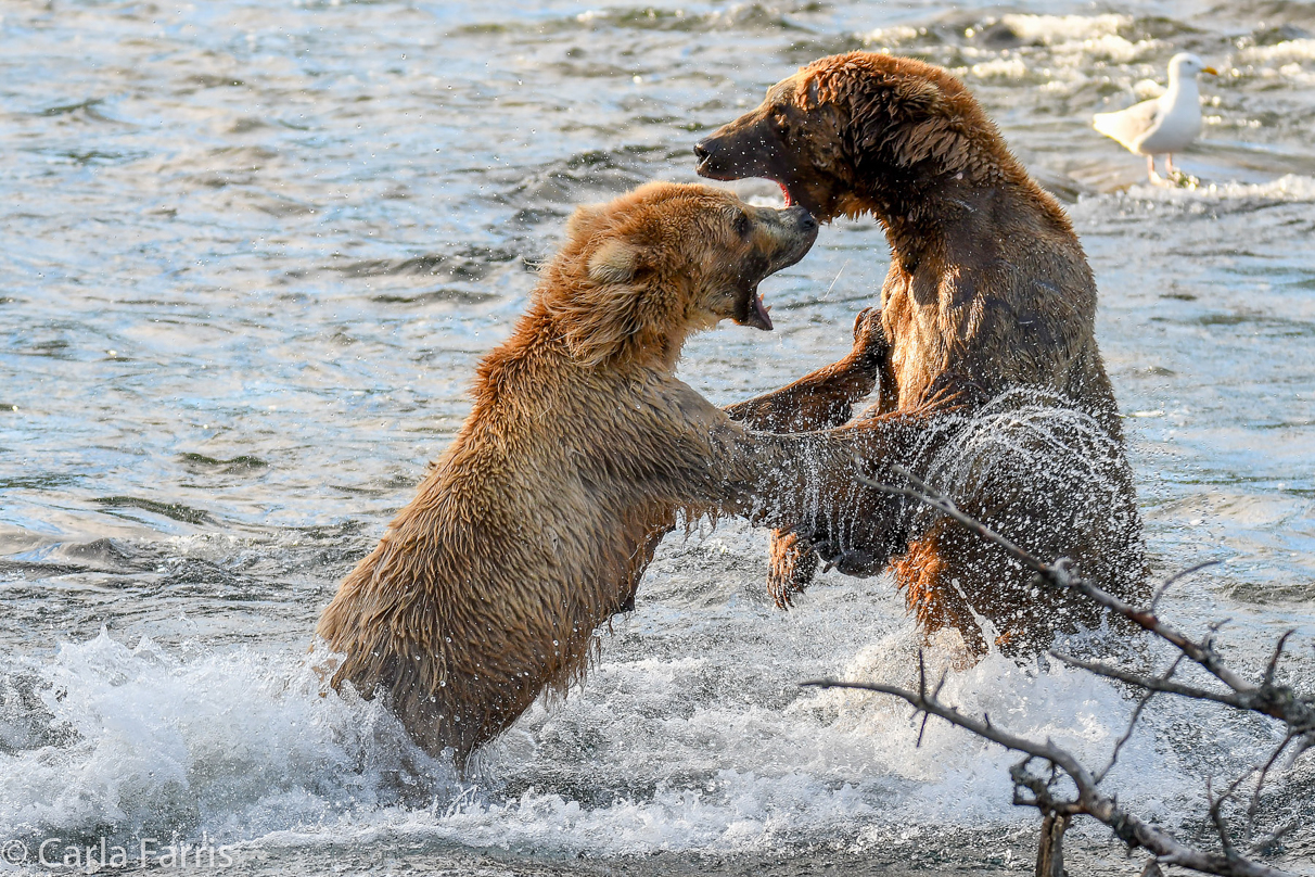 Grazer (128) Attacks Approaching bear