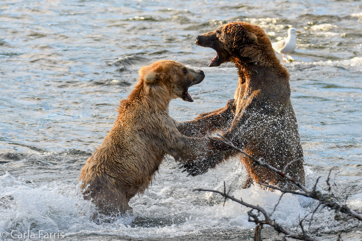 Grazer (128) Attacks Approaching bear