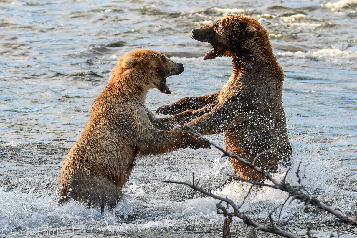 Grazer (128) Attacks Approaching bear