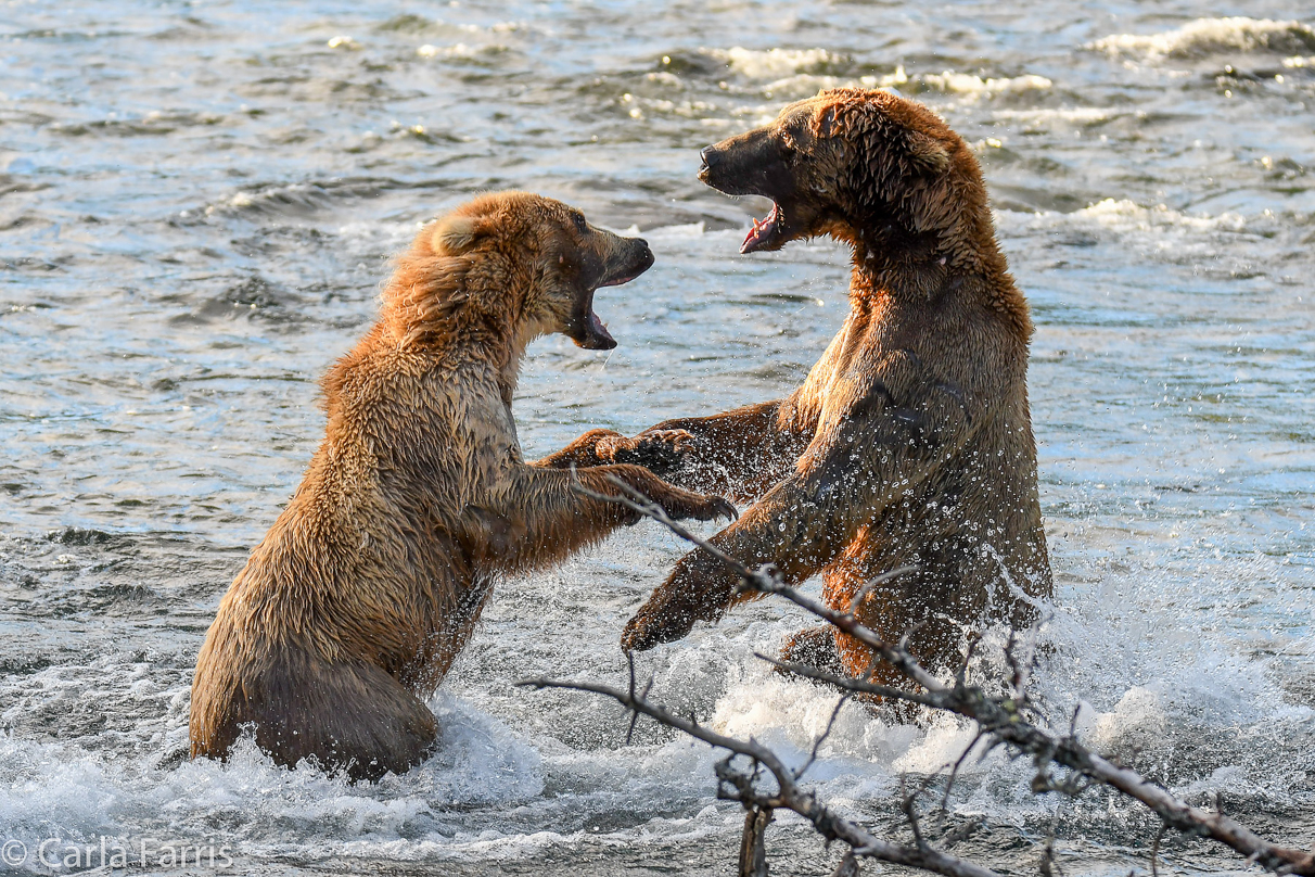 Grazer (128) Attacks Approaching bear