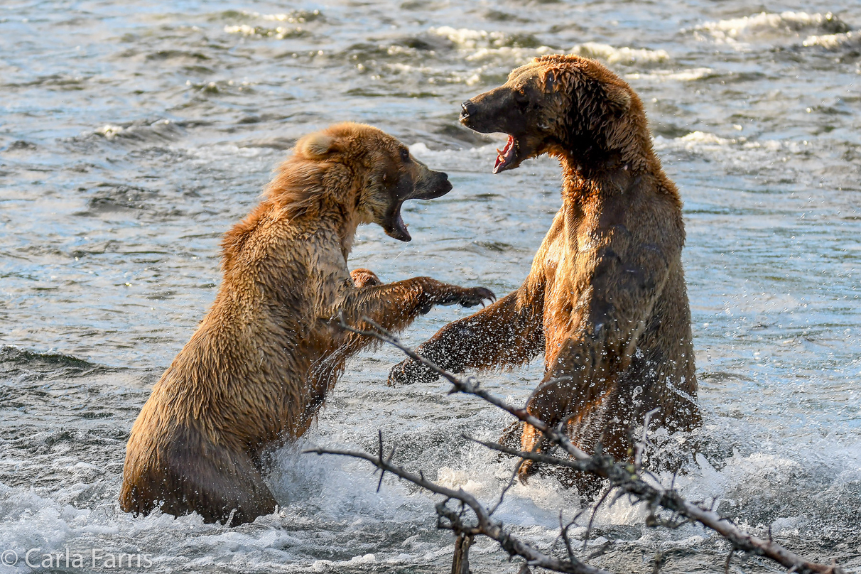 Grazer (128) Attacks Approaching bear