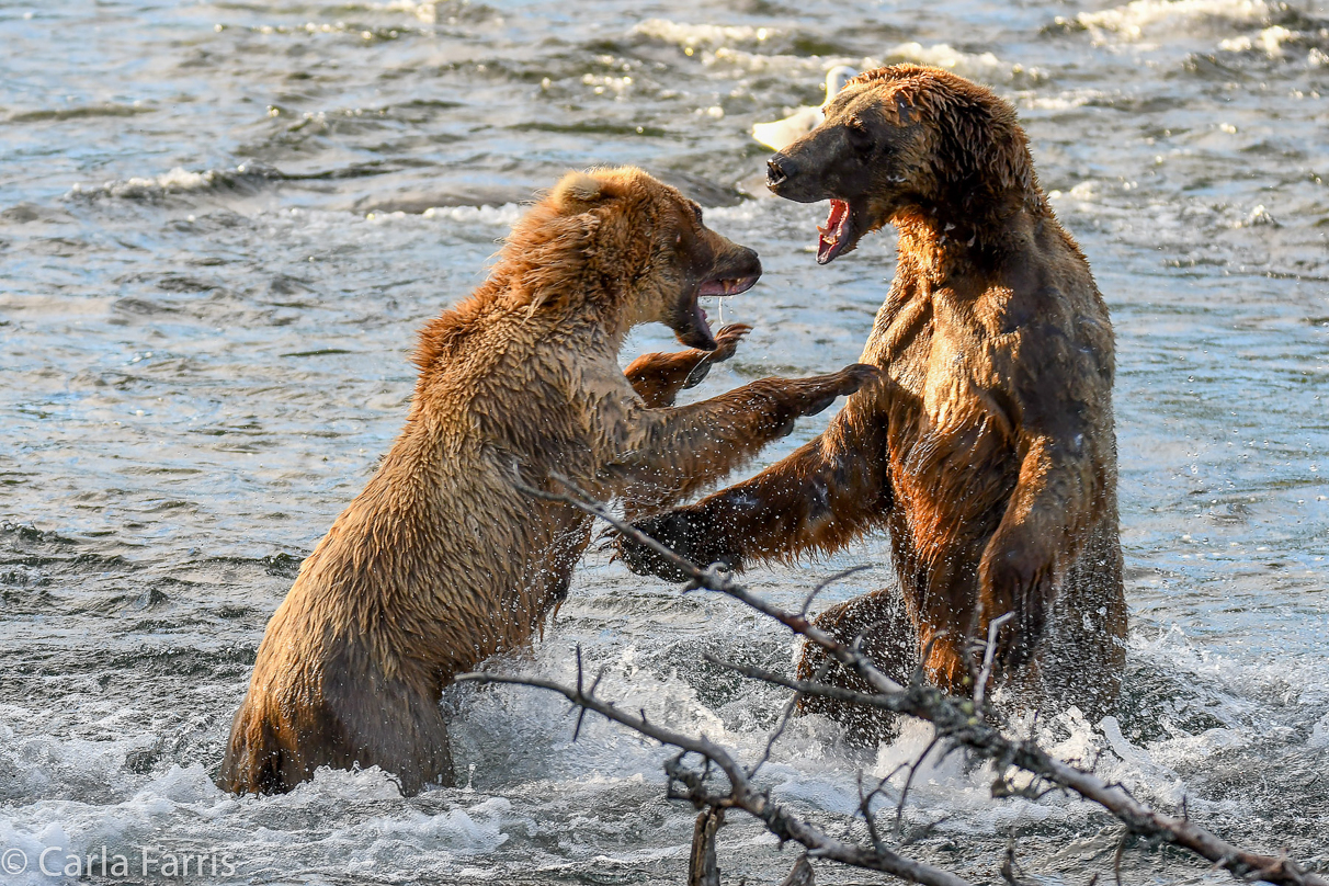 Grazer (128) Attacks Approaching bear