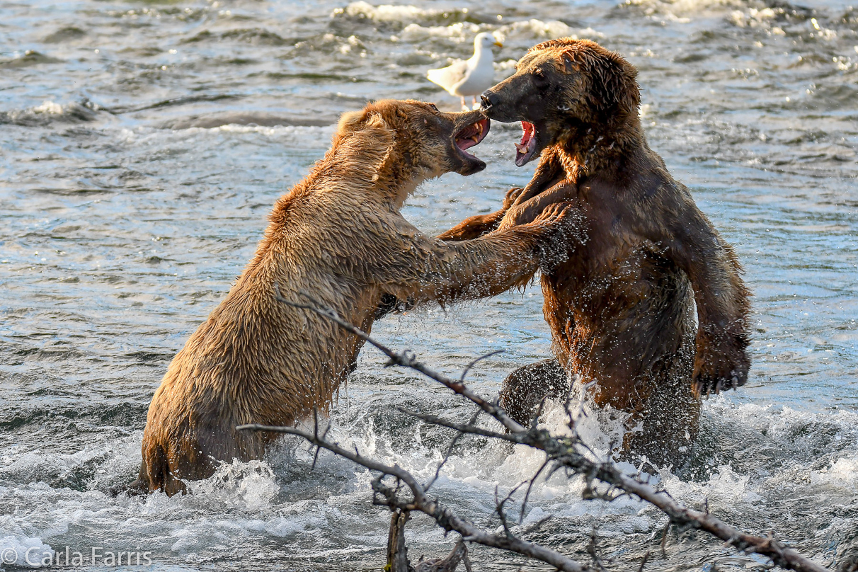 Grazer (128) Attacks Approaching bear