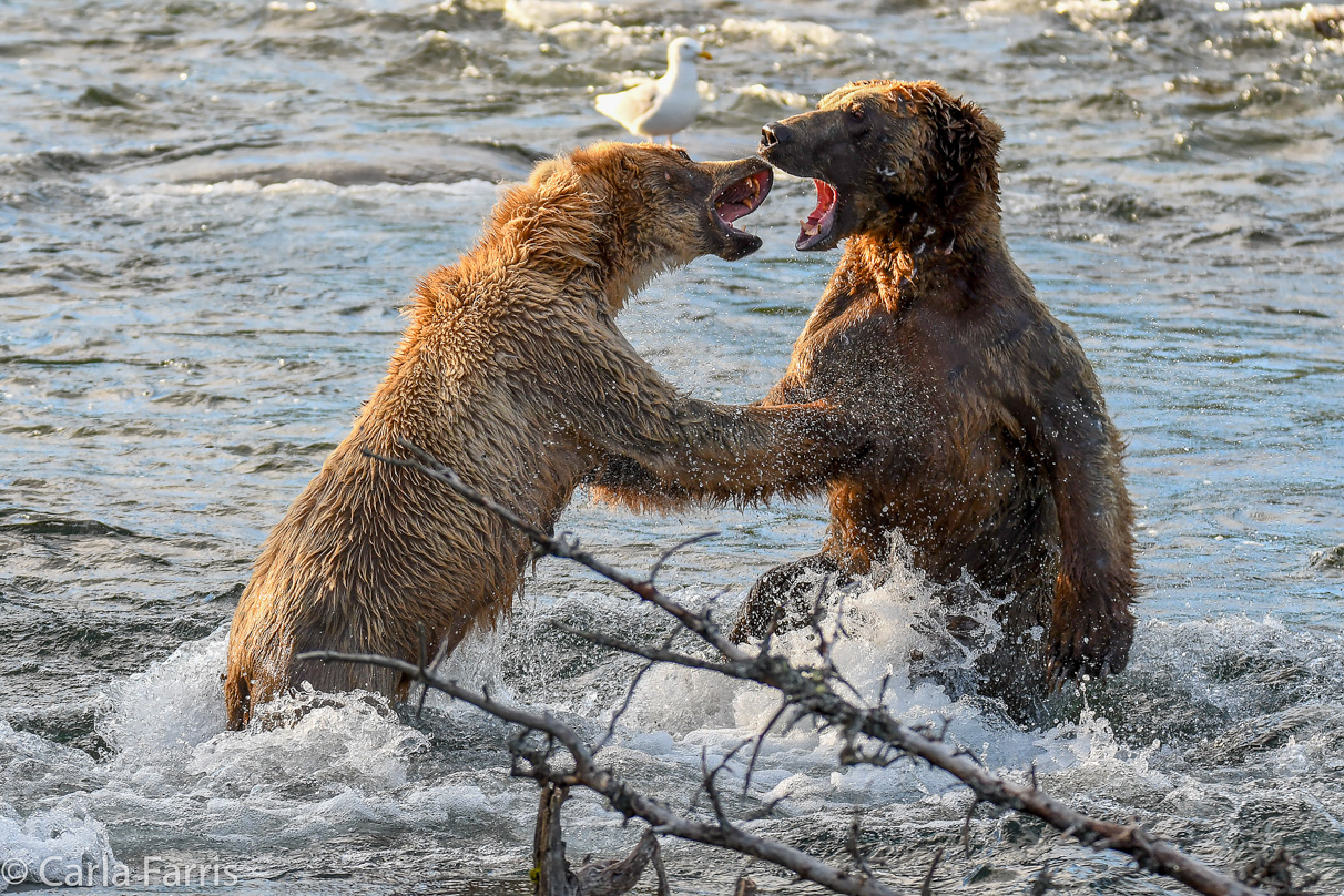 Grazer (128) Attacks Approaching bear