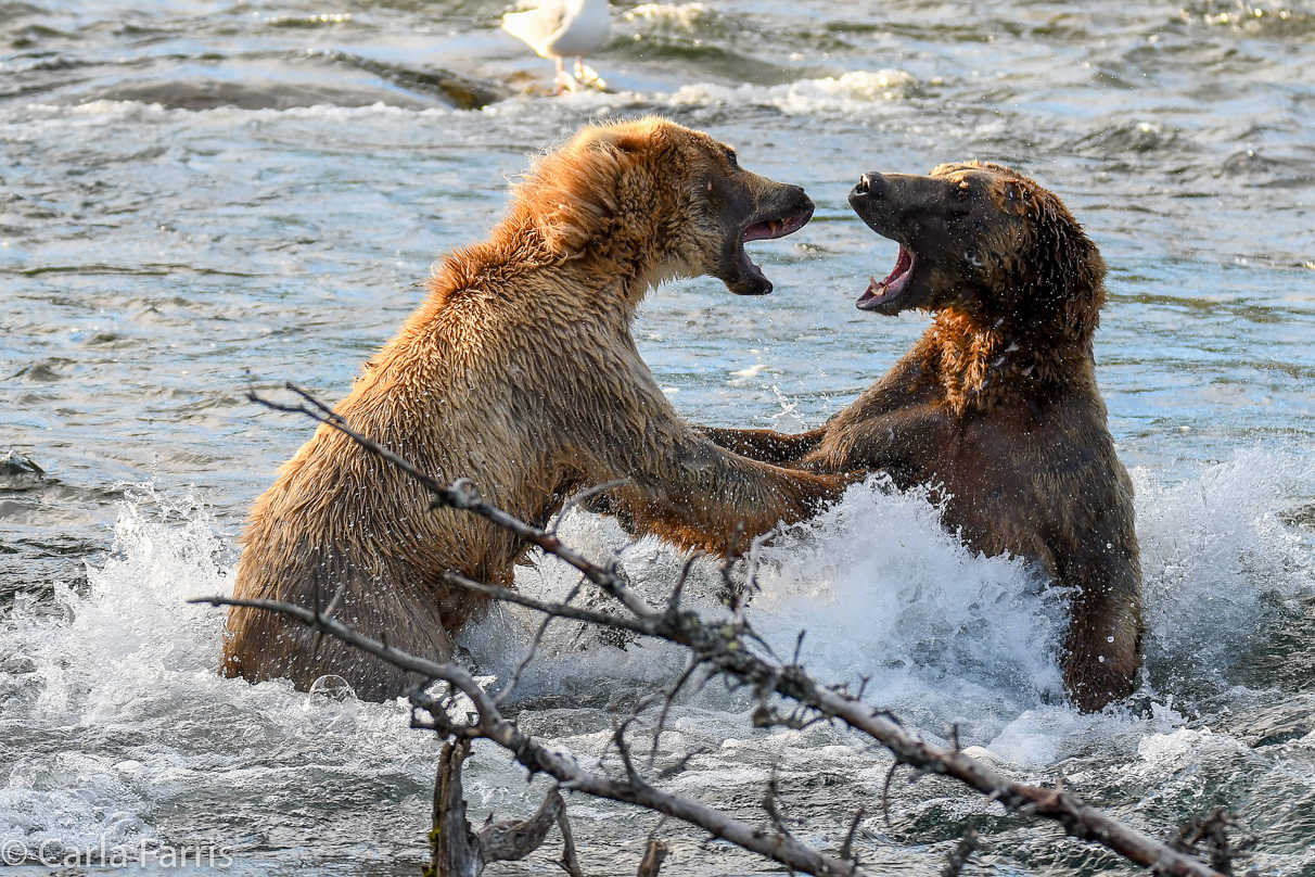 Grazer (128) Attacks Approaching bear