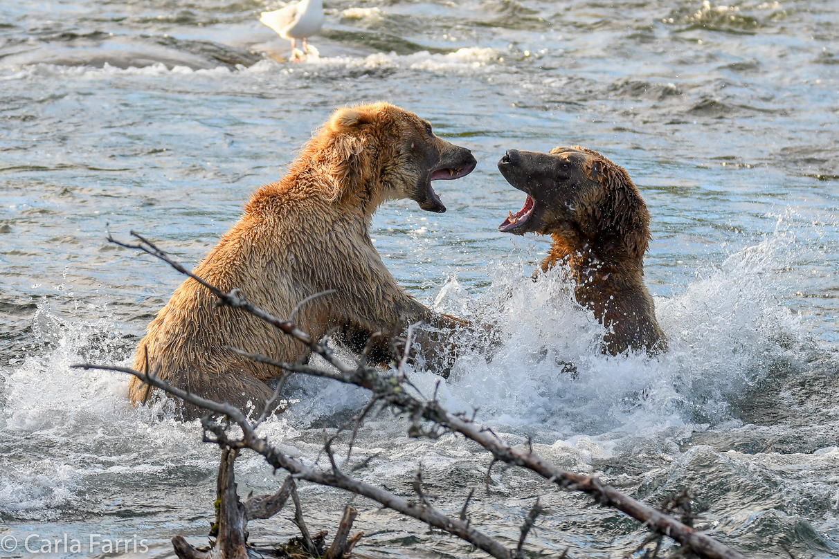 Grazer (128) Attacks Approaching bear