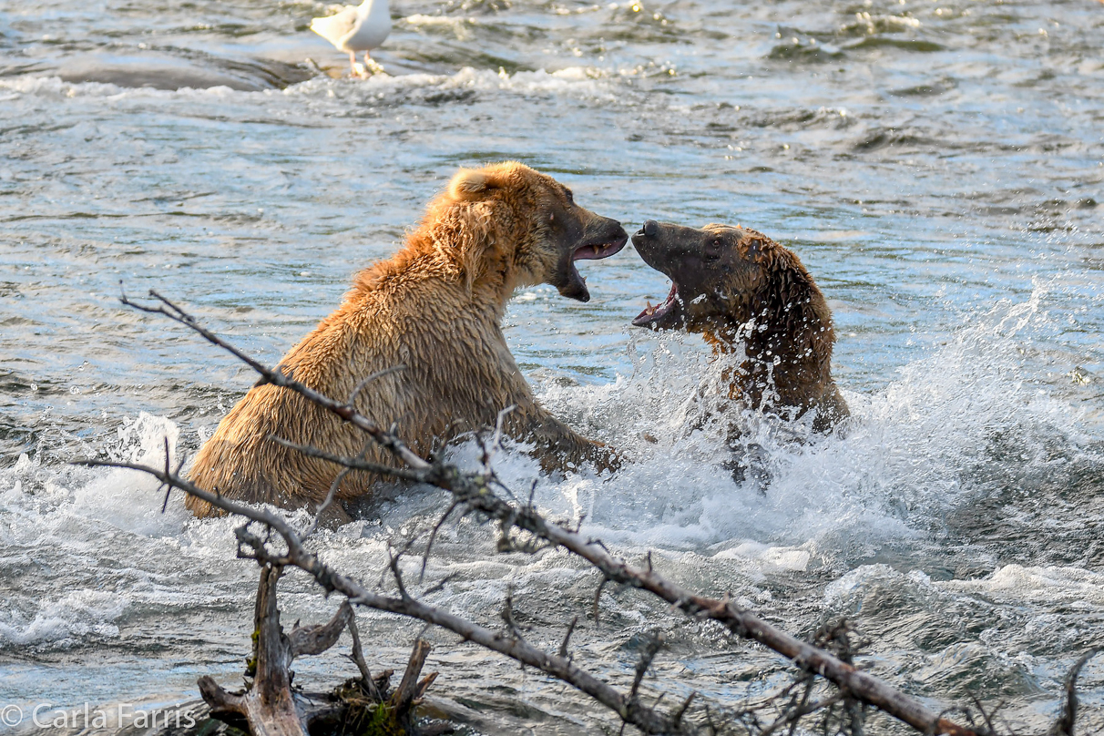 Grazer (128) Attacks Approaching bear