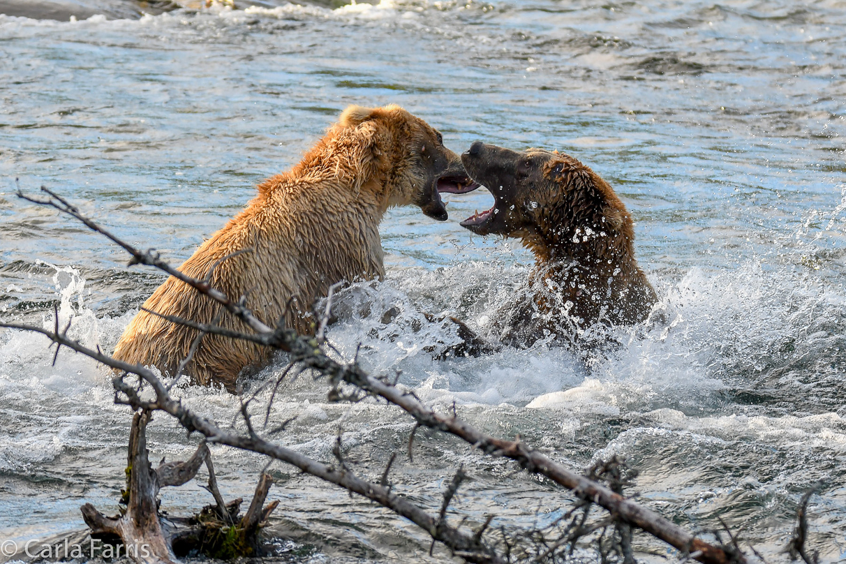 Grazer (128) Attacks Approaching bear