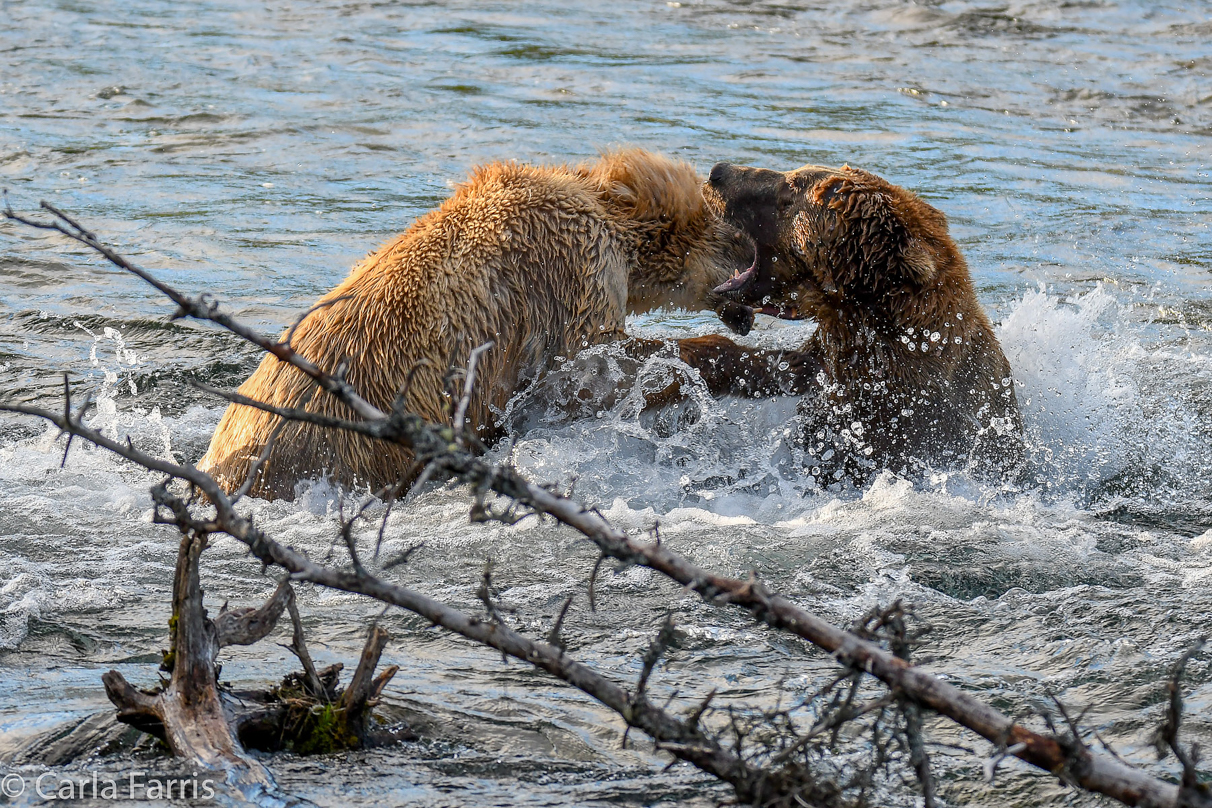 Grazer (128) Attacks Approaching bear