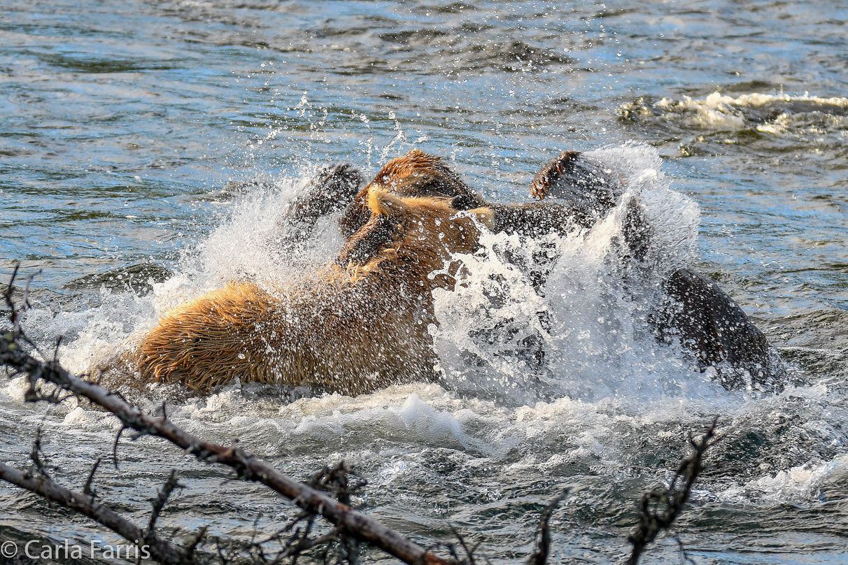 Grazer (128) Attacks Approaching bear