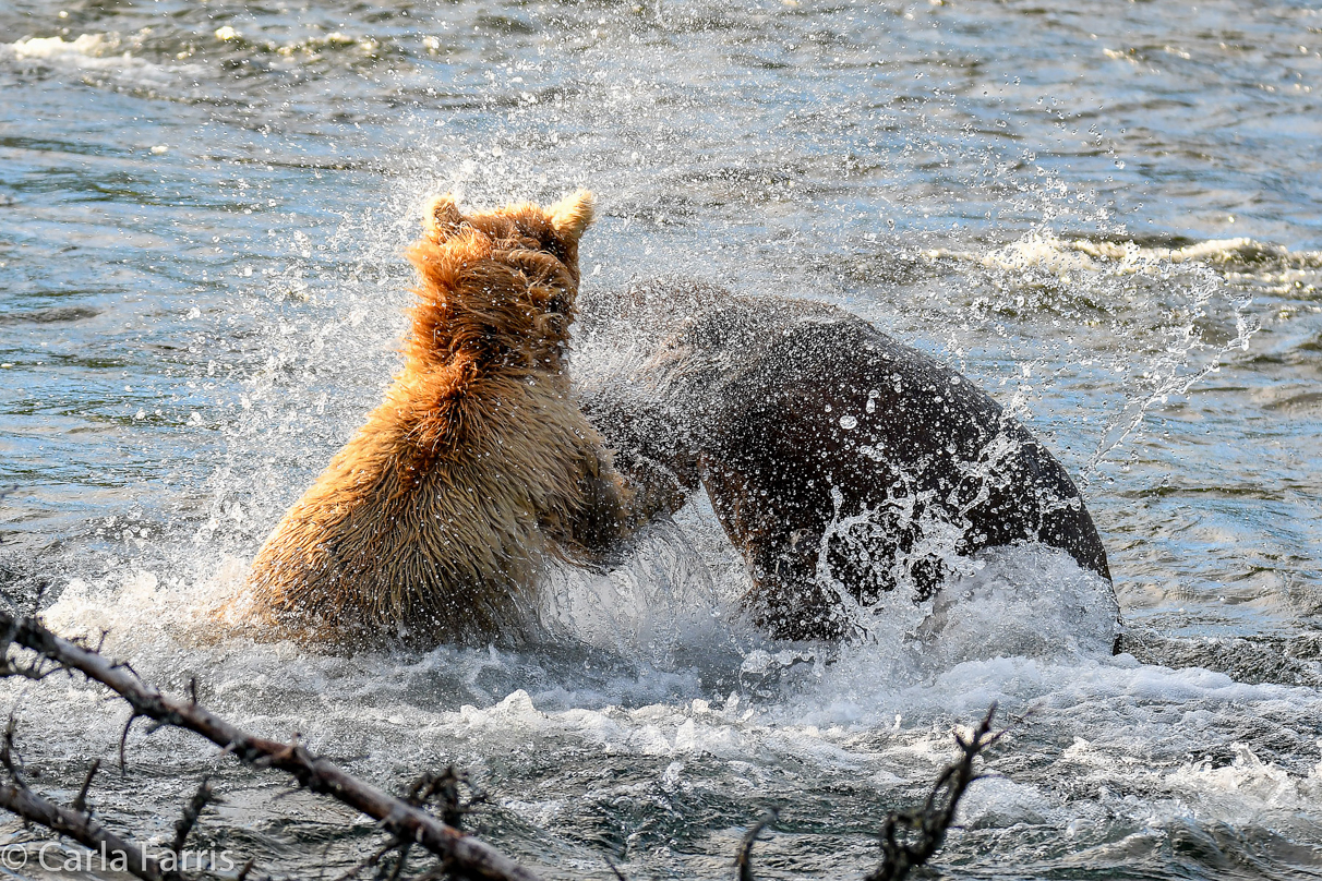 Grazer (128) Attacks Approaching bear