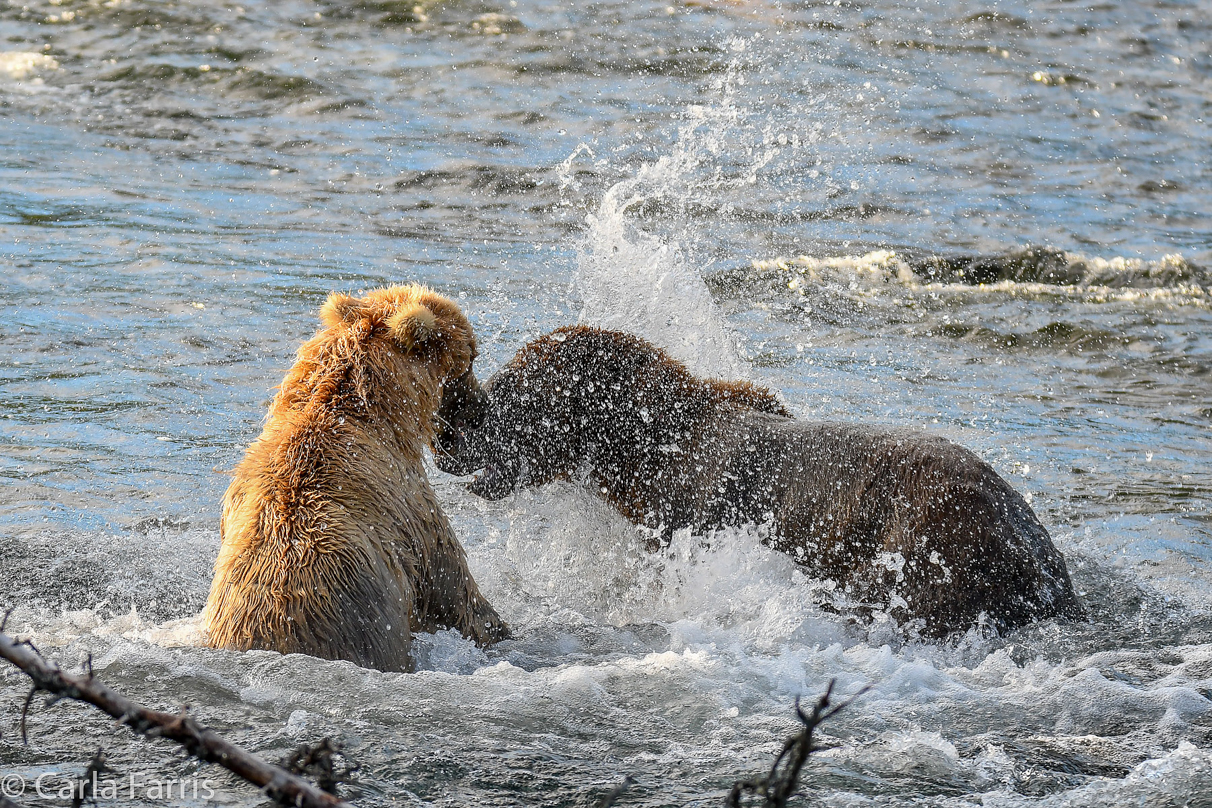 Grazer (128) Attacks Approaching bear