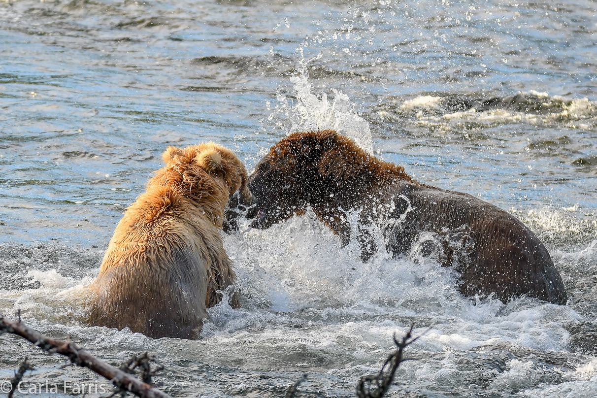 Grazer (128) Attacks Approaching bear