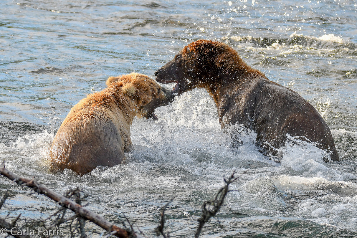 Grazer (128) Attacks Approaching bear