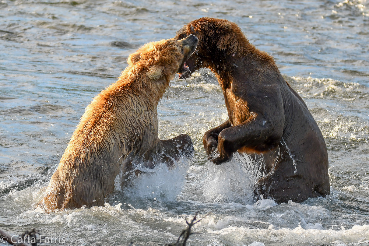 Grazer (128) Attacks Approaching bear