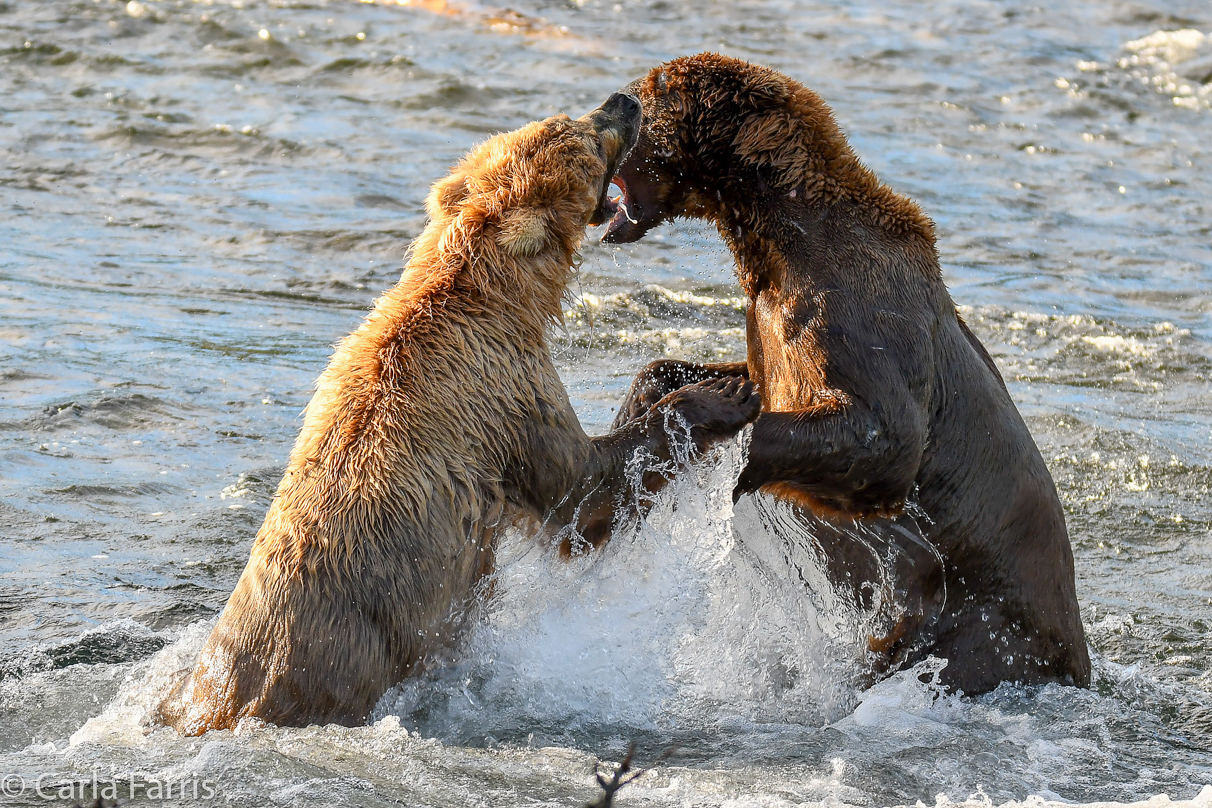 Grazer (128) Attacks Approaching bear